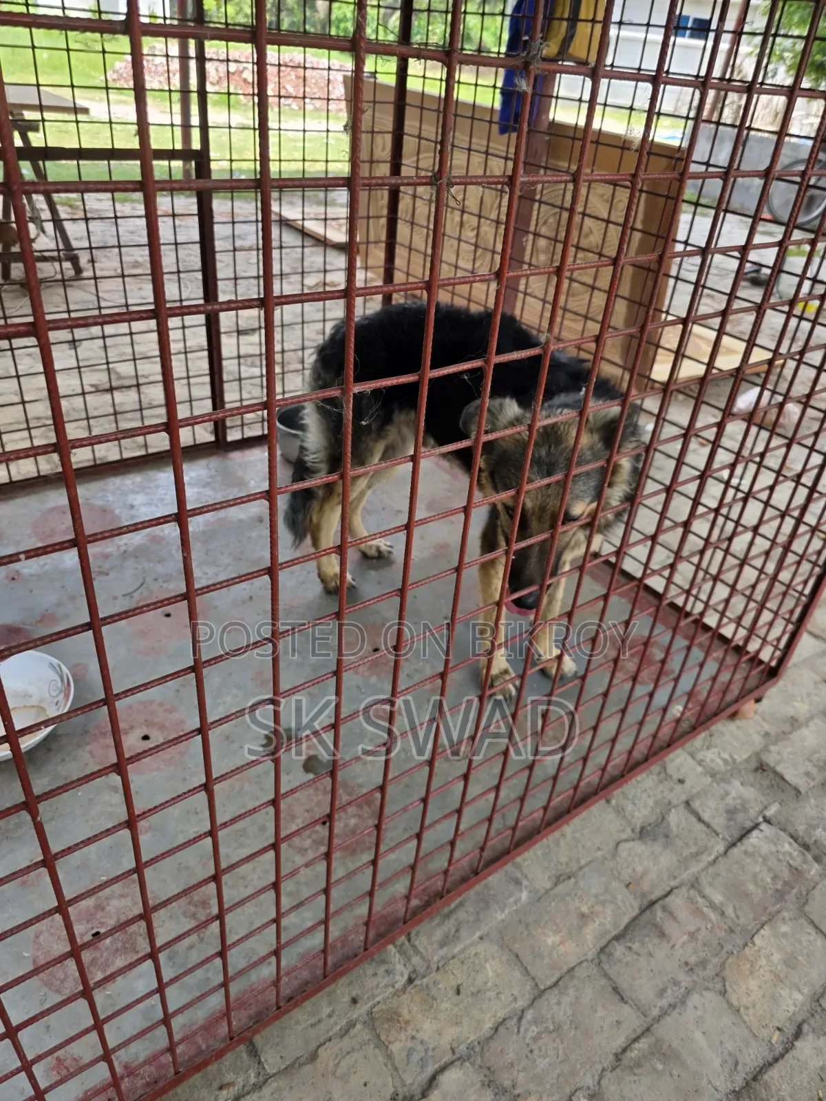 1+ Year Male Purebred German Shepherd