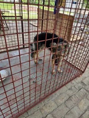 1+ Year Male Purebred German Shepherd