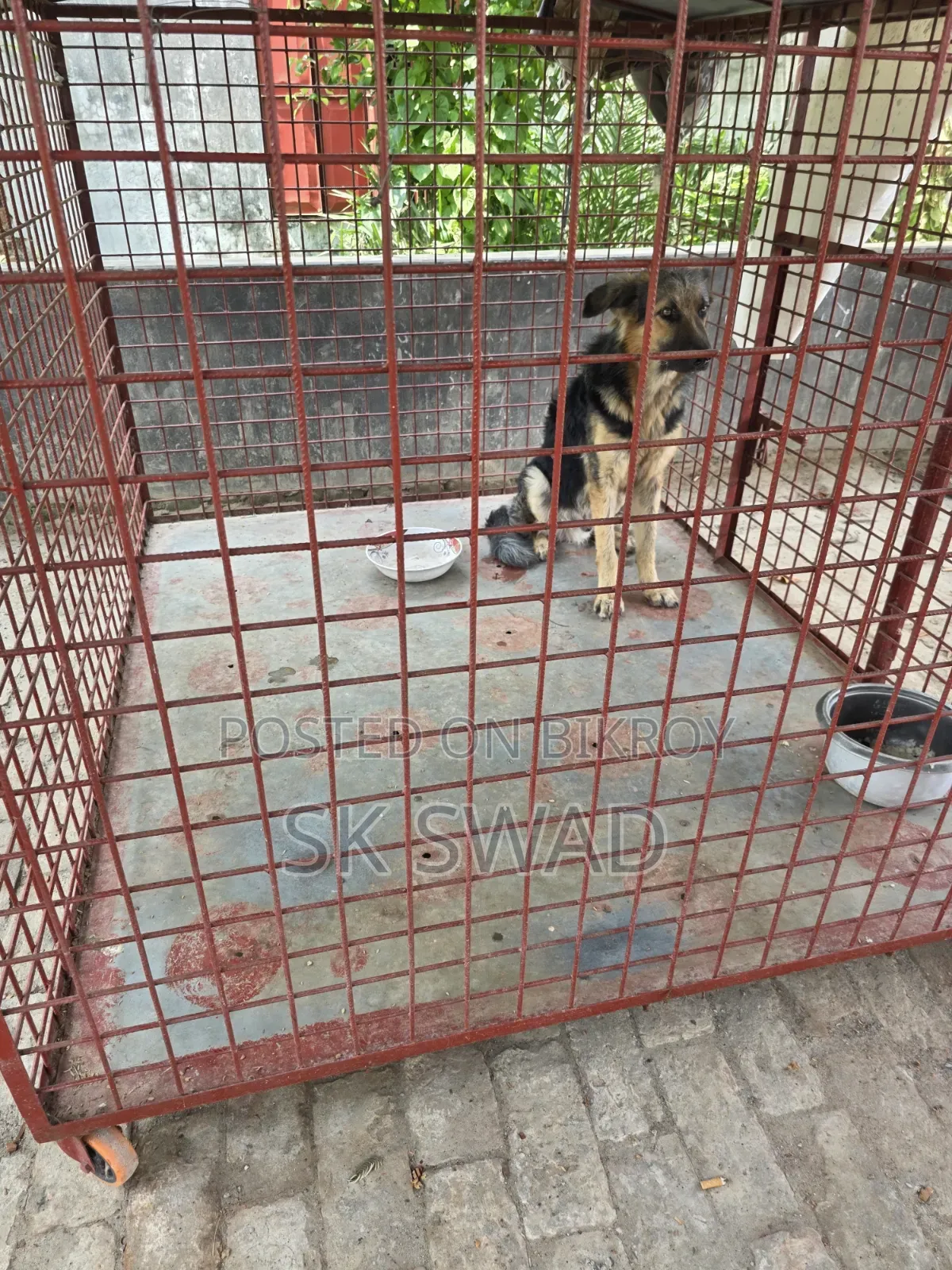 1+ Year Male Purebred German Shepherd