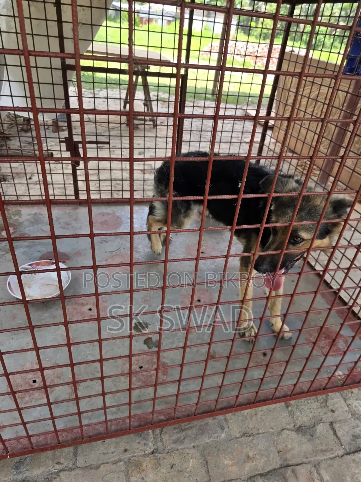 1+ Year Male Purebred German Shepherd