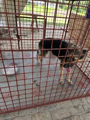 1+ Year Male Purebred German Shepherd