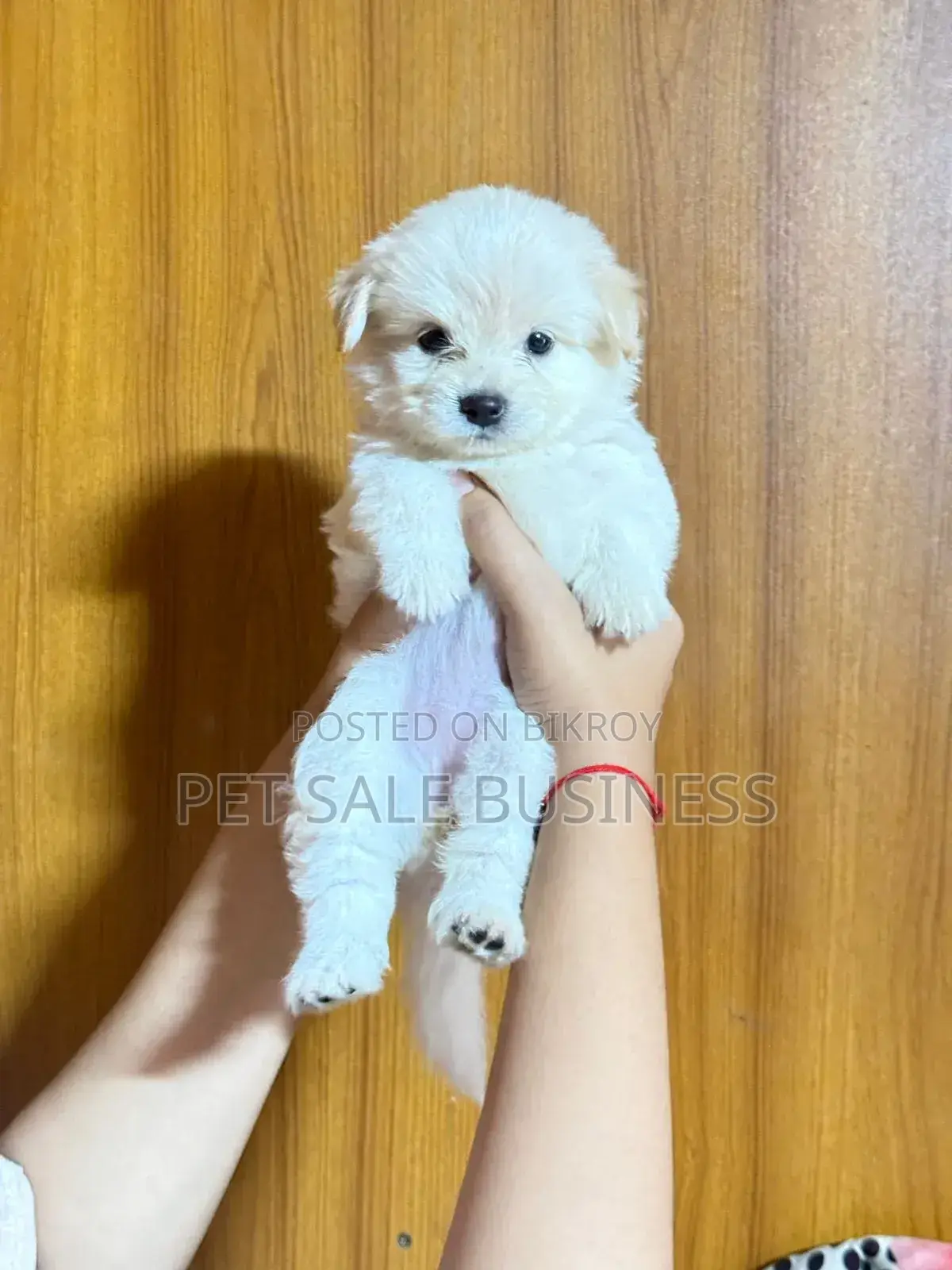 1-3 Months Male Purebred Lhasa Apso