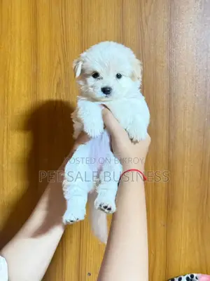 1-3 Months Male Purebred Lhasa Apso