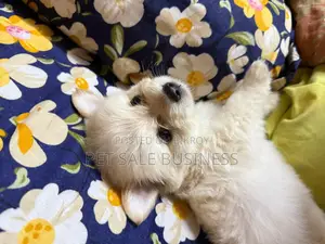 1-3 Months Male Purebred Lhasa Apso