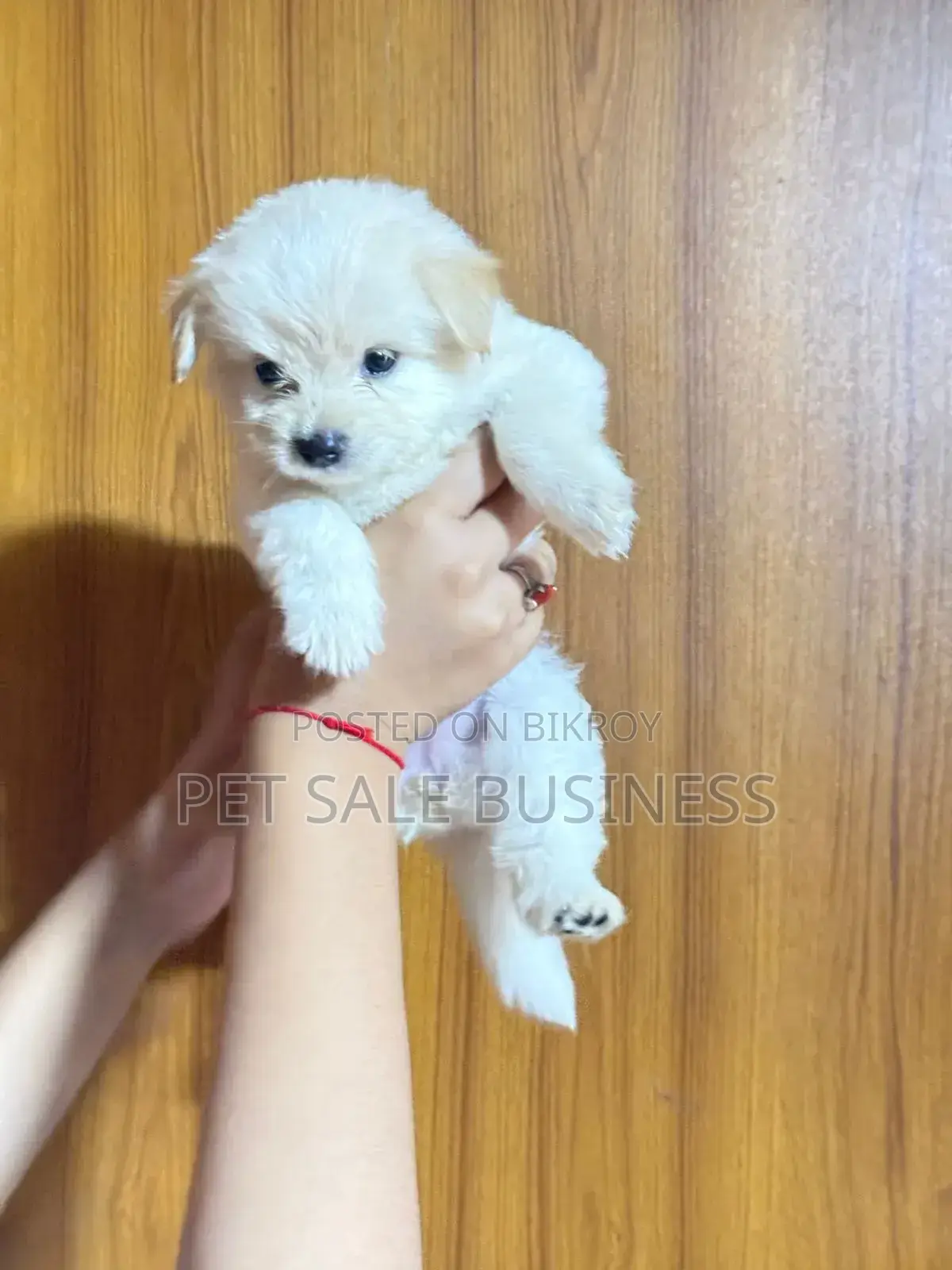 1-3 Months Male Purebred Lhasa Apso
