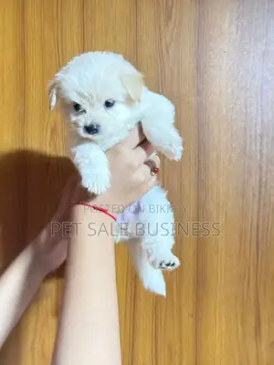1-3 Months Male Purebred Lhasa Apso