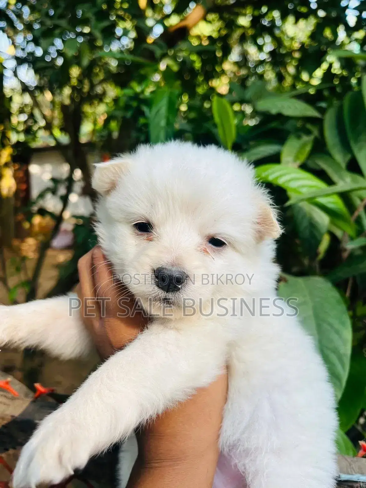 1-3 Months Male Purebred Lhasa Apso