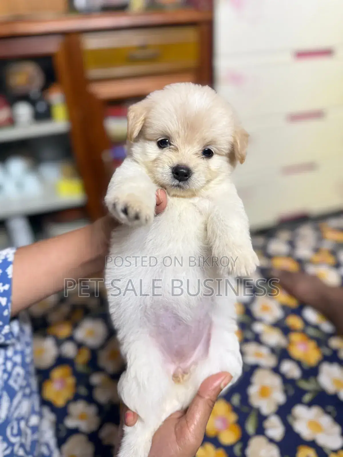 1-3 Months Male Purebred Lhasa Apso