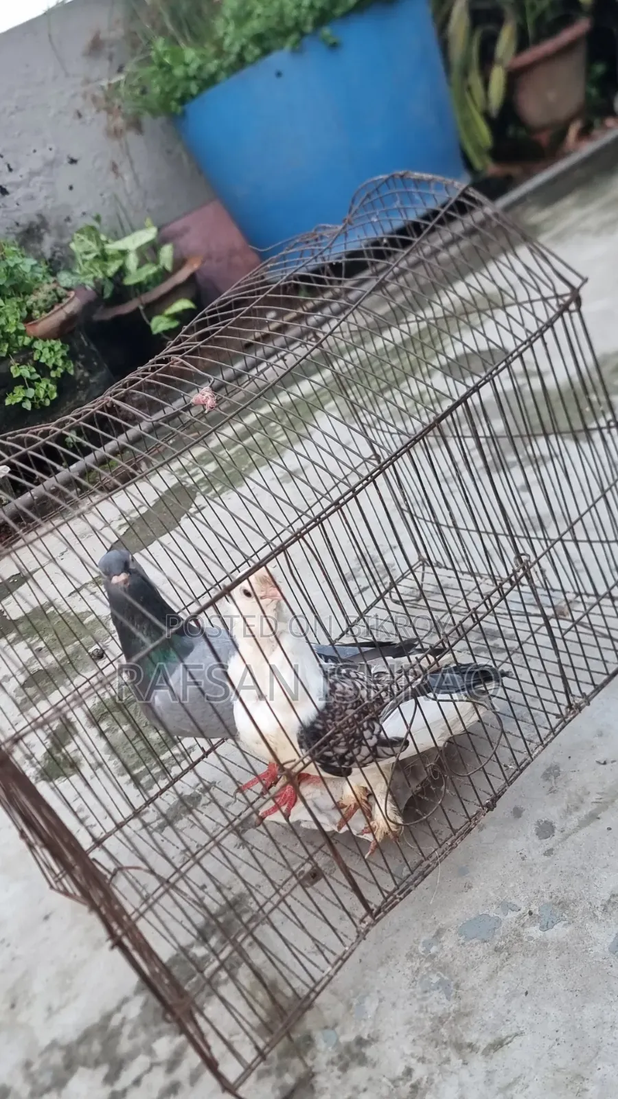 Satin and Homa Pigeons