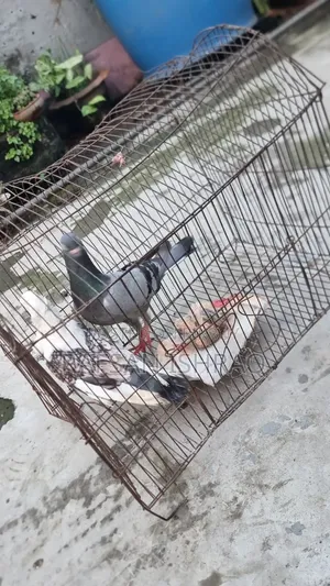 Satin and Homa Pigeons