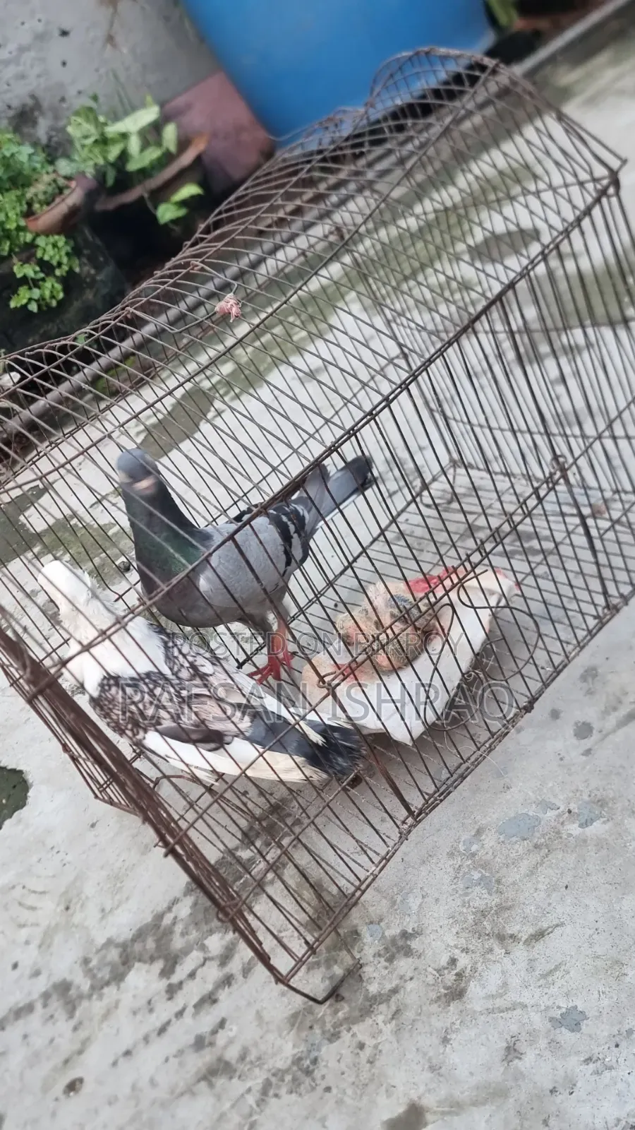 Satin and Homa Pigeons