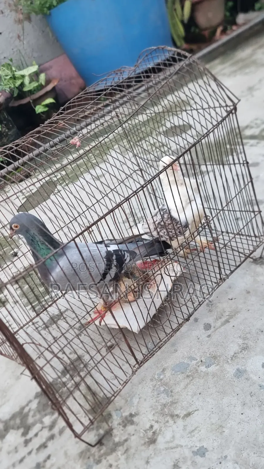 Satin and Homa Pigeons