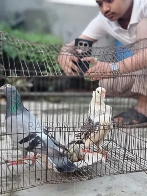 Satin and Homa Pigeons