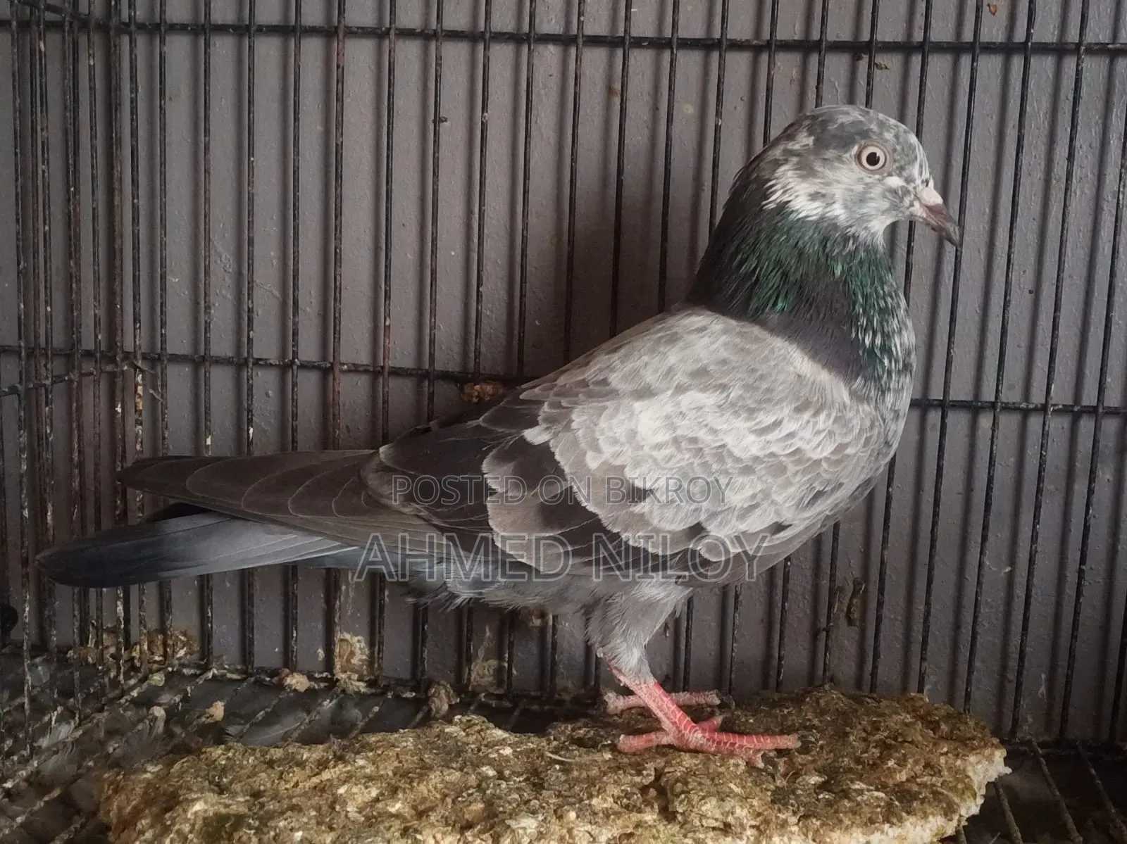 Good Breed Pigeons