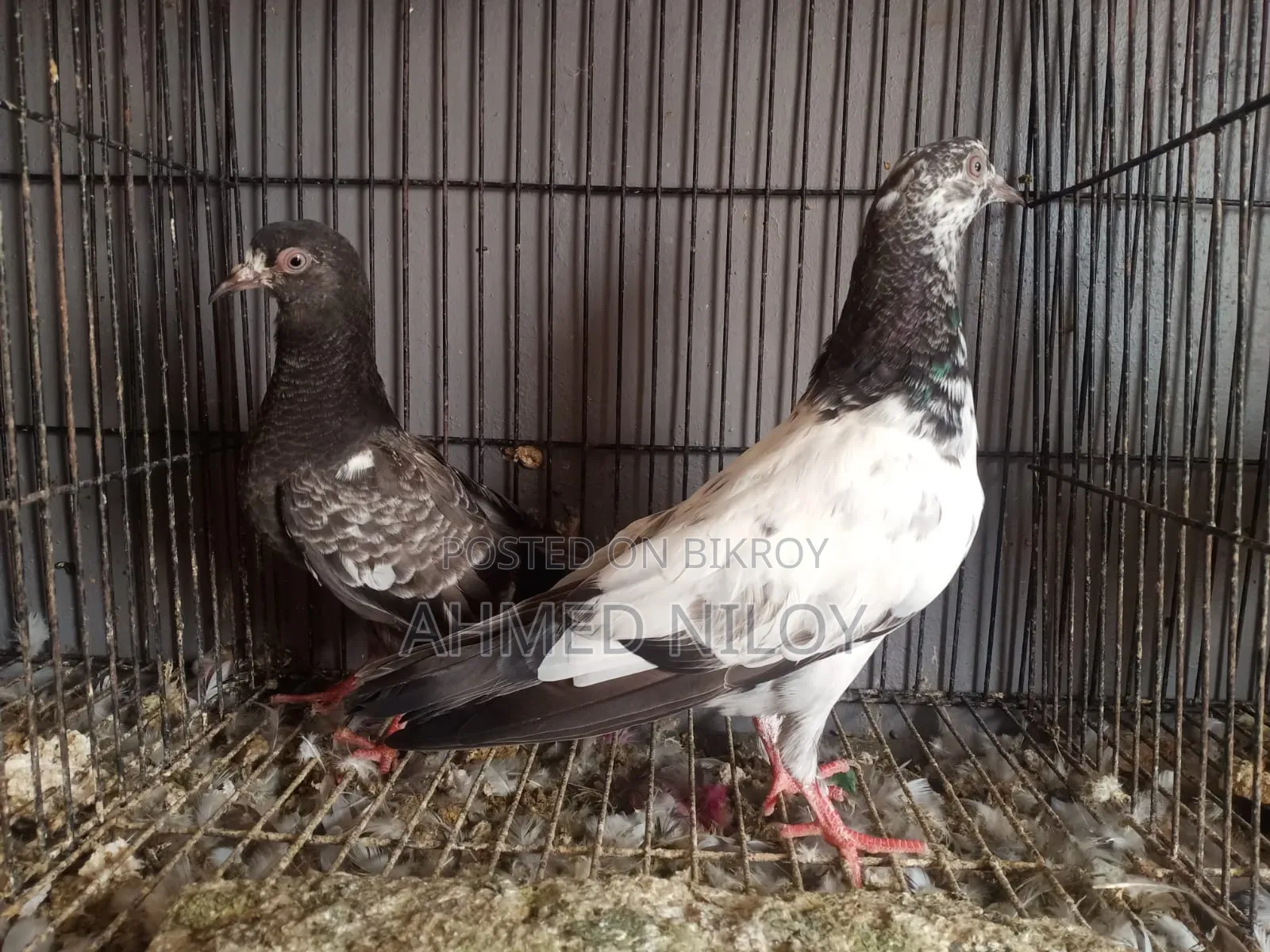 Good Breed Pigeons