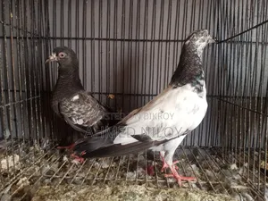 Good Breed Pigeons