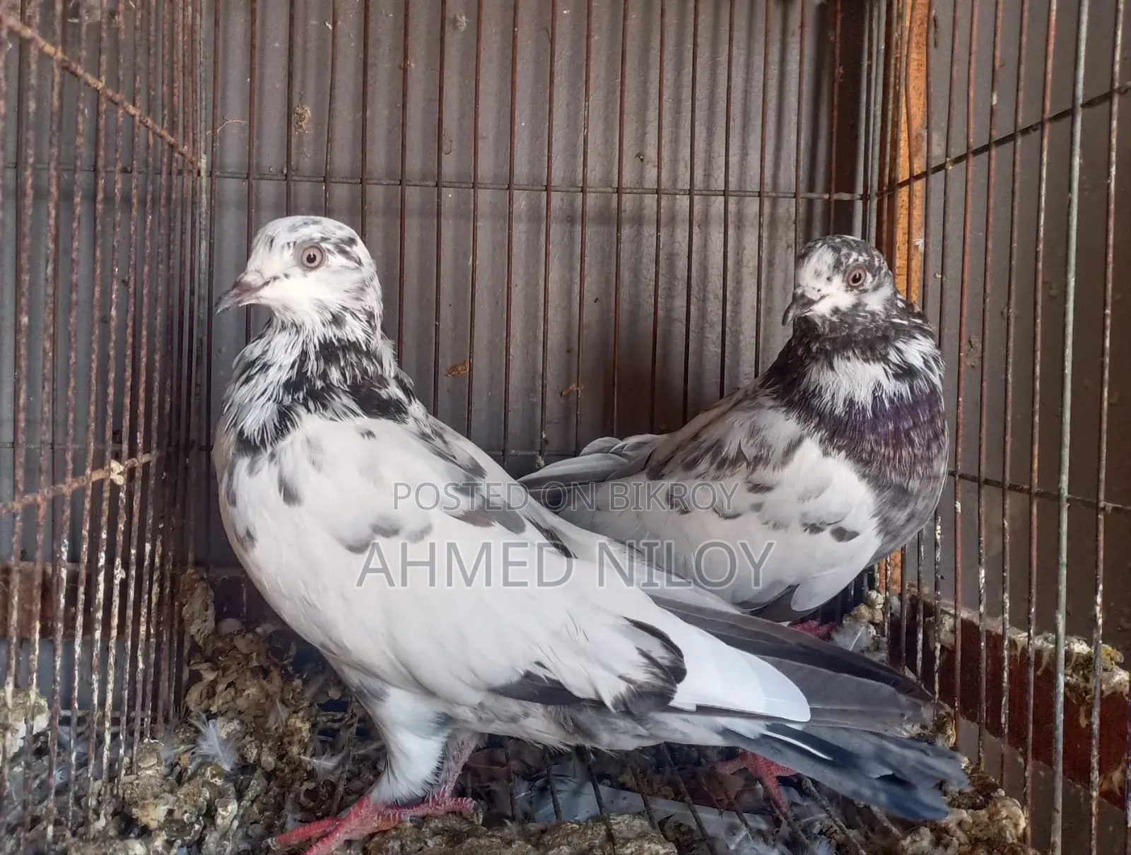 Good Breed Pigeons