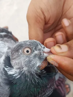 Good Breed Pigeons