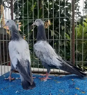 Good Breed Pigeons