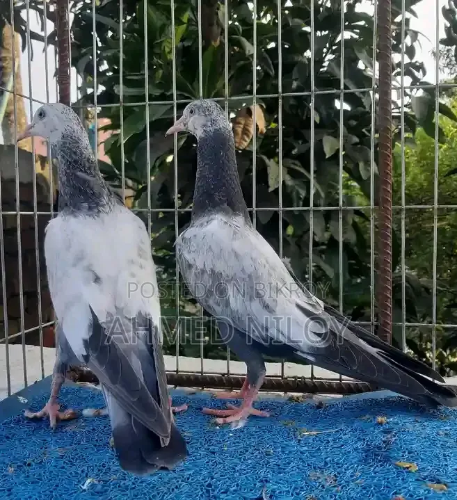 Good Breed Pigeons