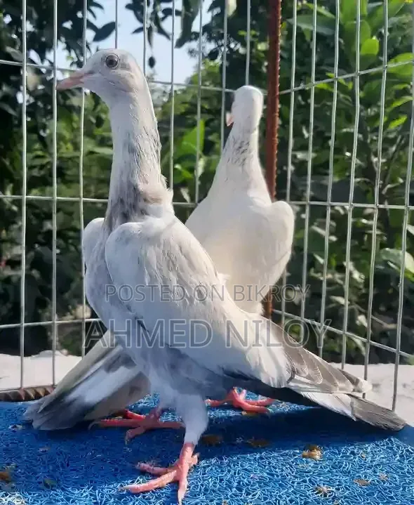Good Breed Pigeons