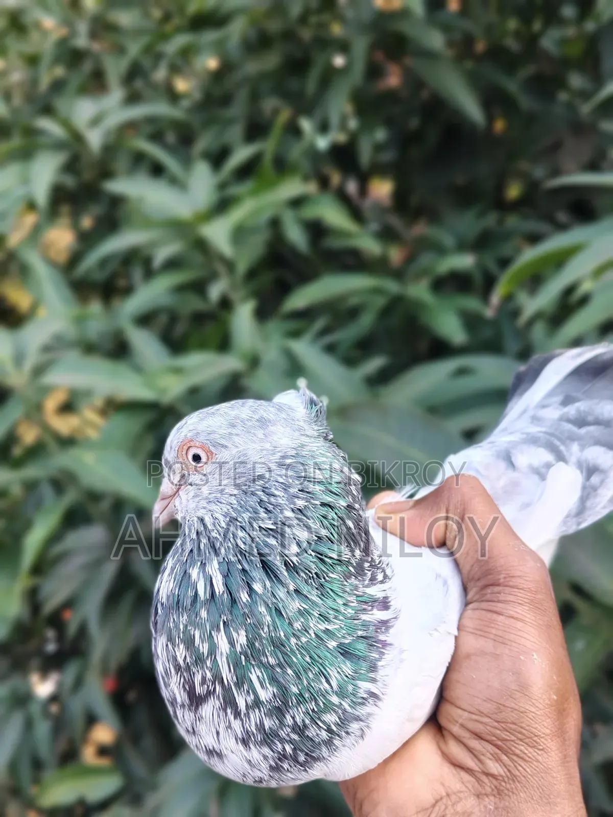 Good Breed Pigeons
