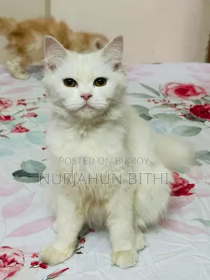 1+ Year Female Purebred Persian