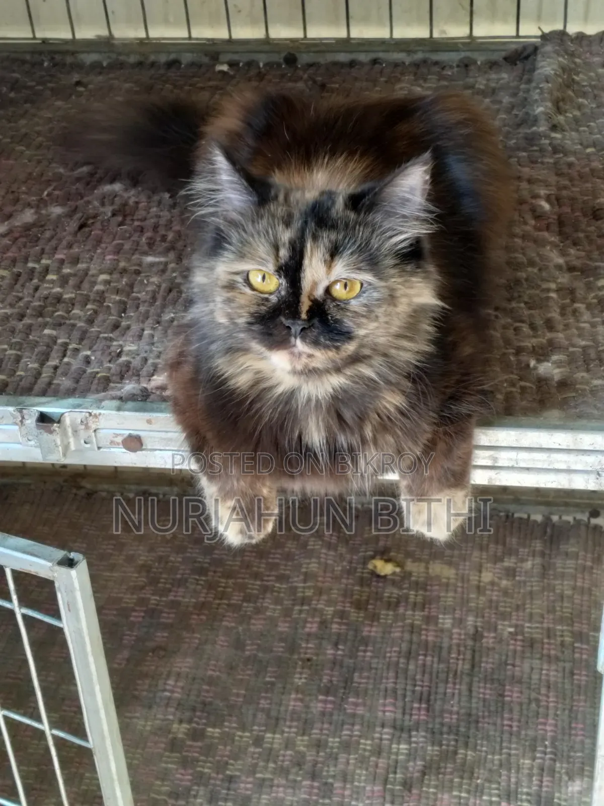 1+ Year Female Purebred Persian