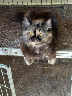 1+ Year Female Purebred Persian