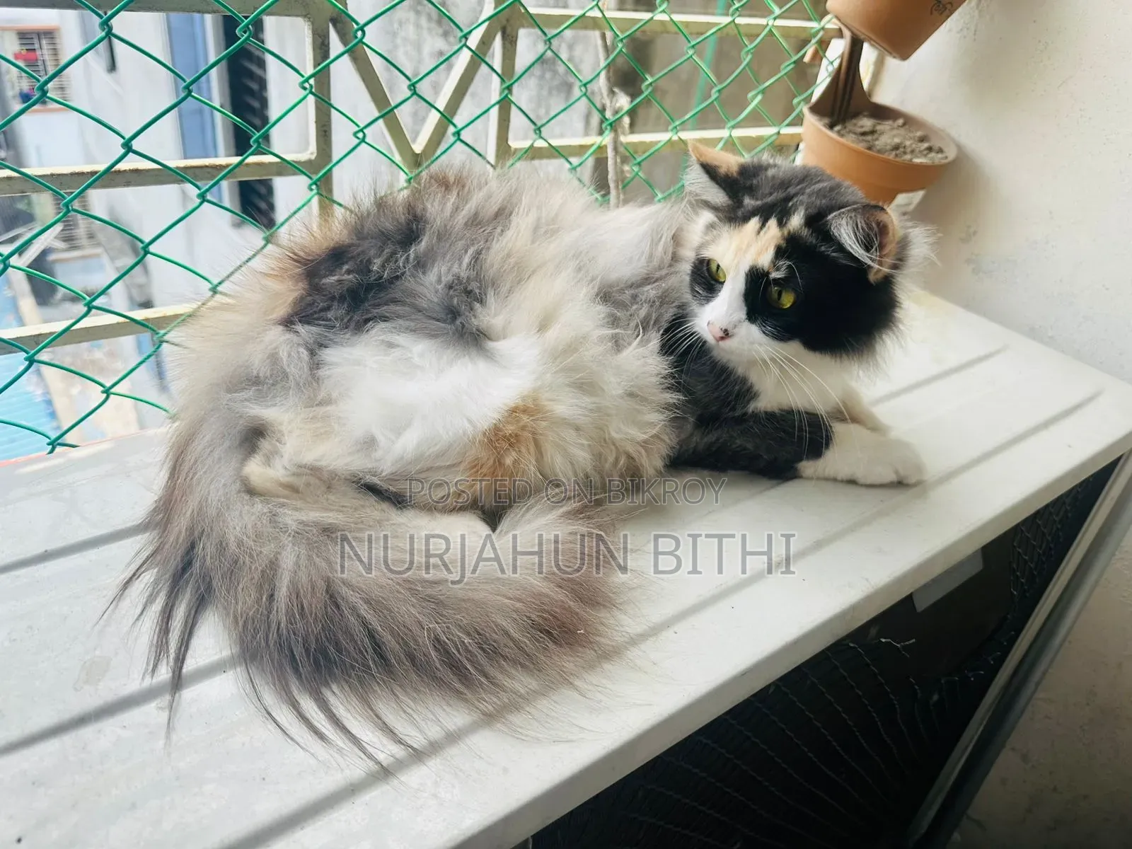 1+ Year Female Purebred Persian