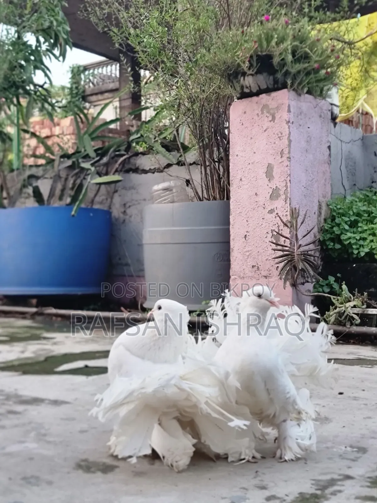 Laksha Pigeon