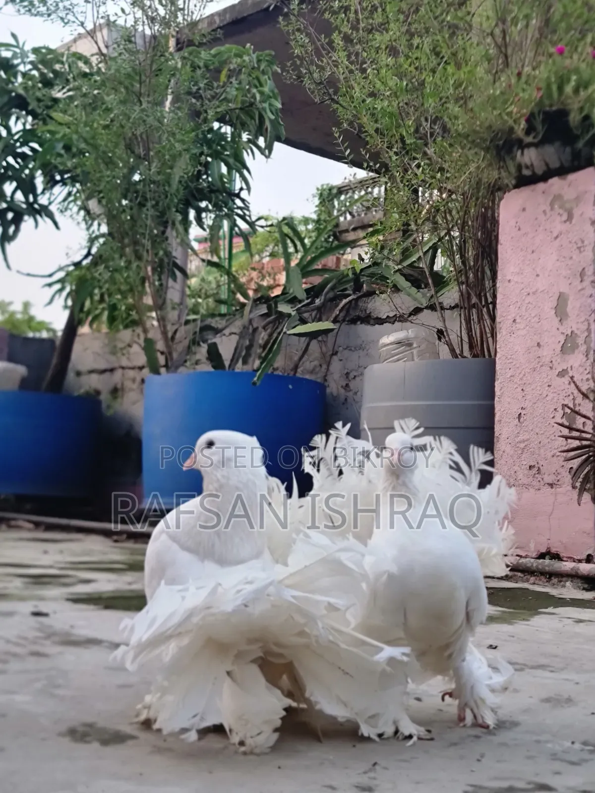 Laksha Pigeon