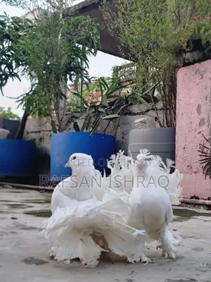 Laksha Pigeon