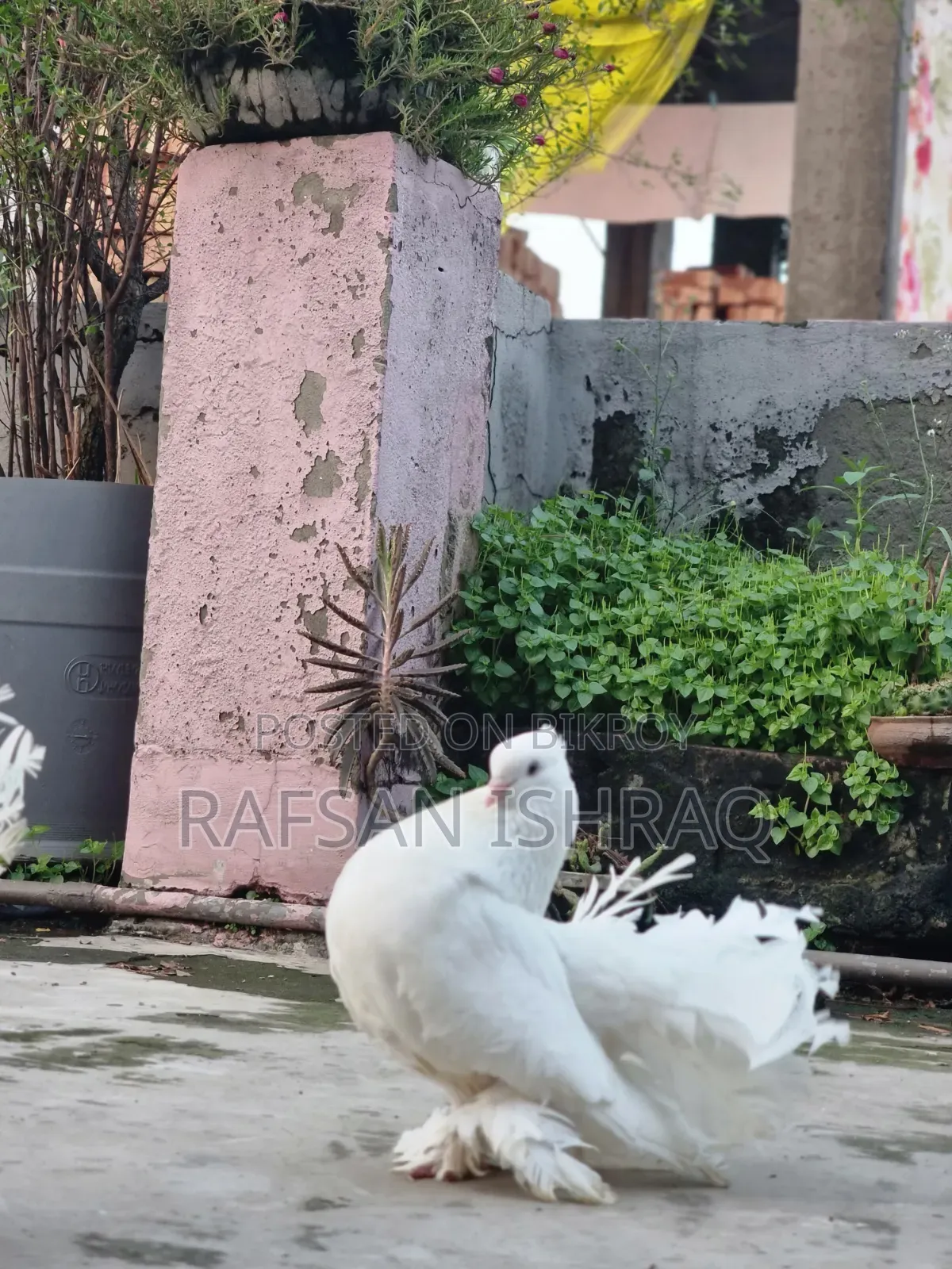 Laksha Pigeon