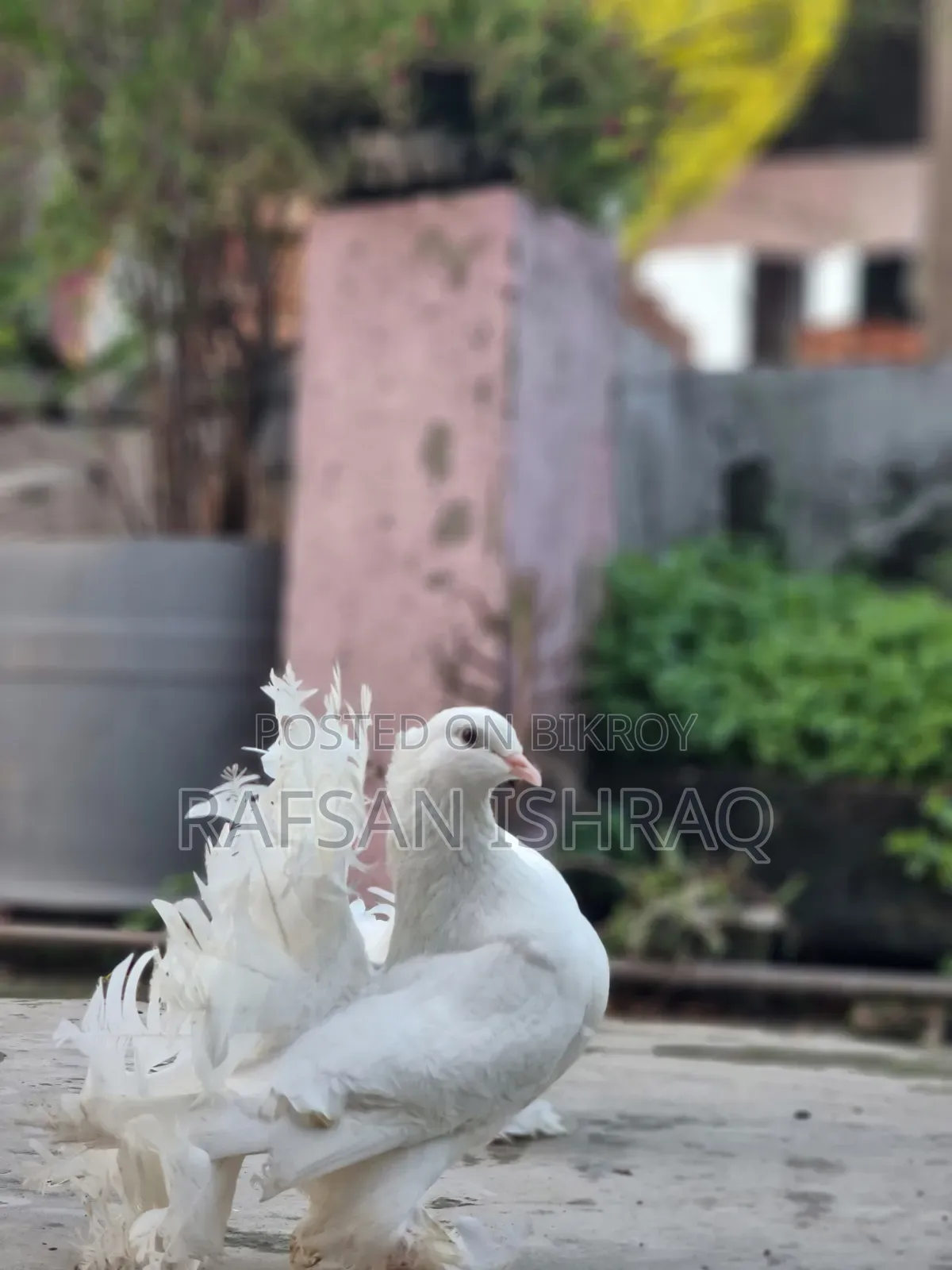 Laksha Pigeon