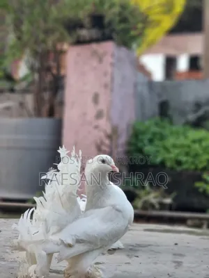 Laksha Pigeon