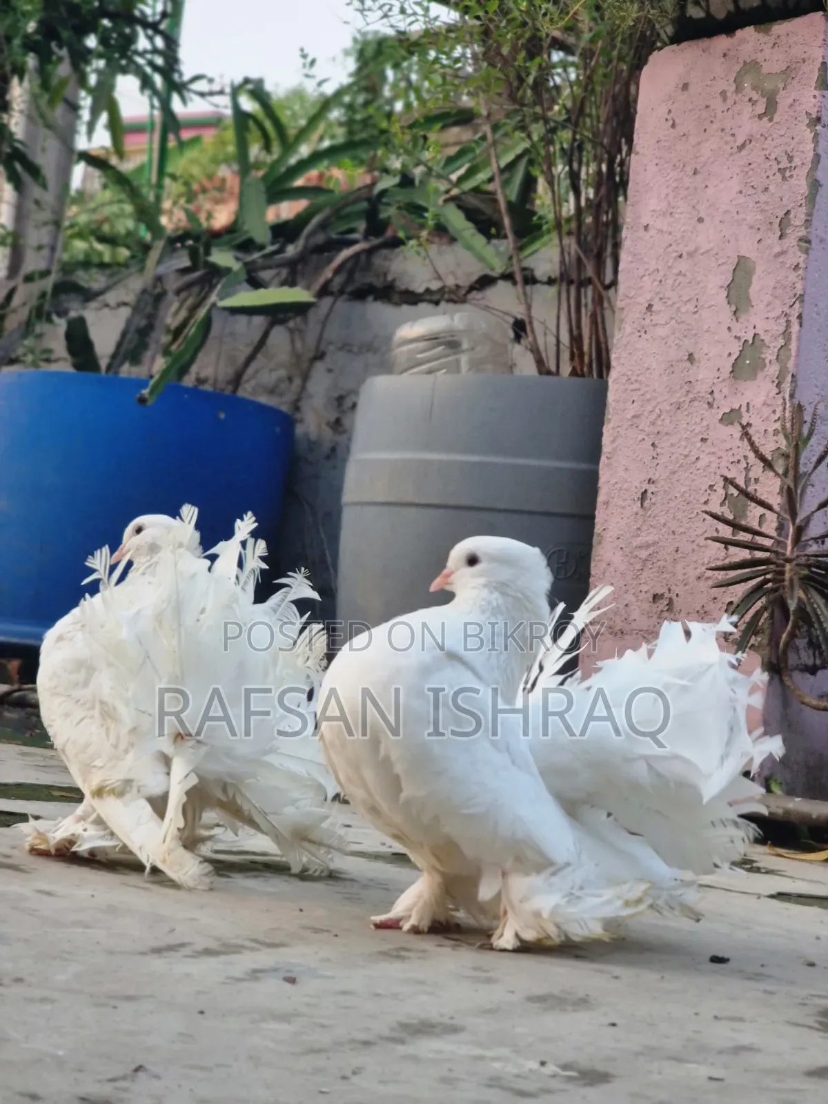 Laksha Pigeon