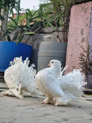 Laksha Pigeon