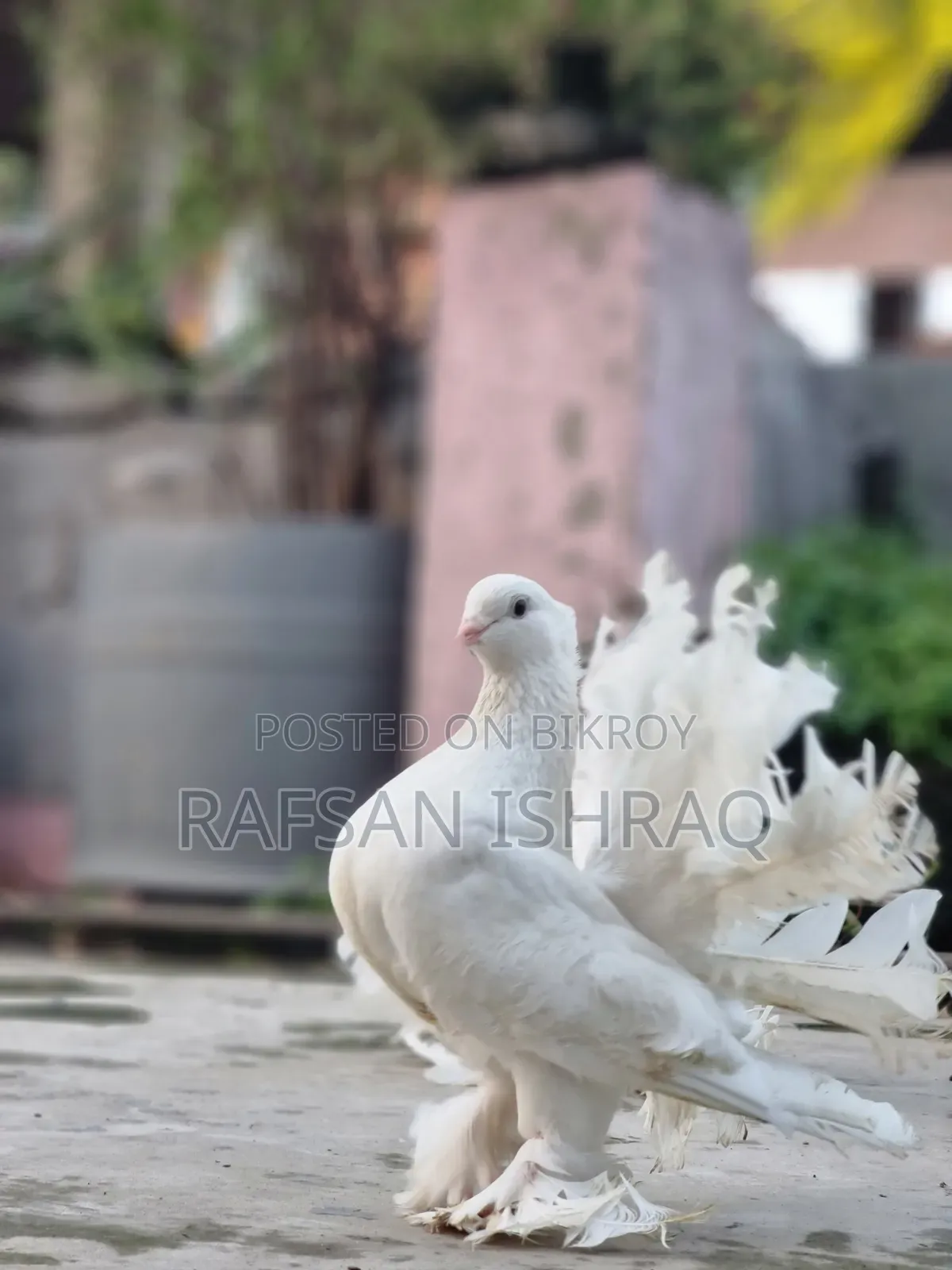 Laksha Pigeon