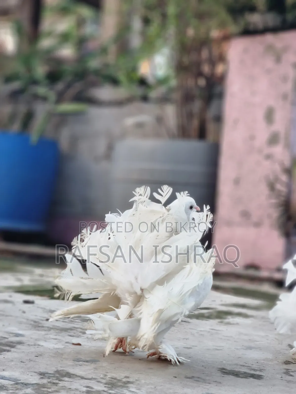 Laksha Pigeon