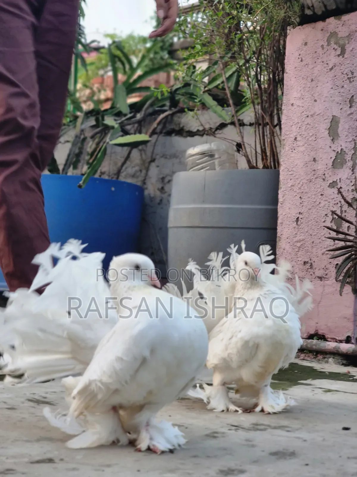 Laksha Pigeon