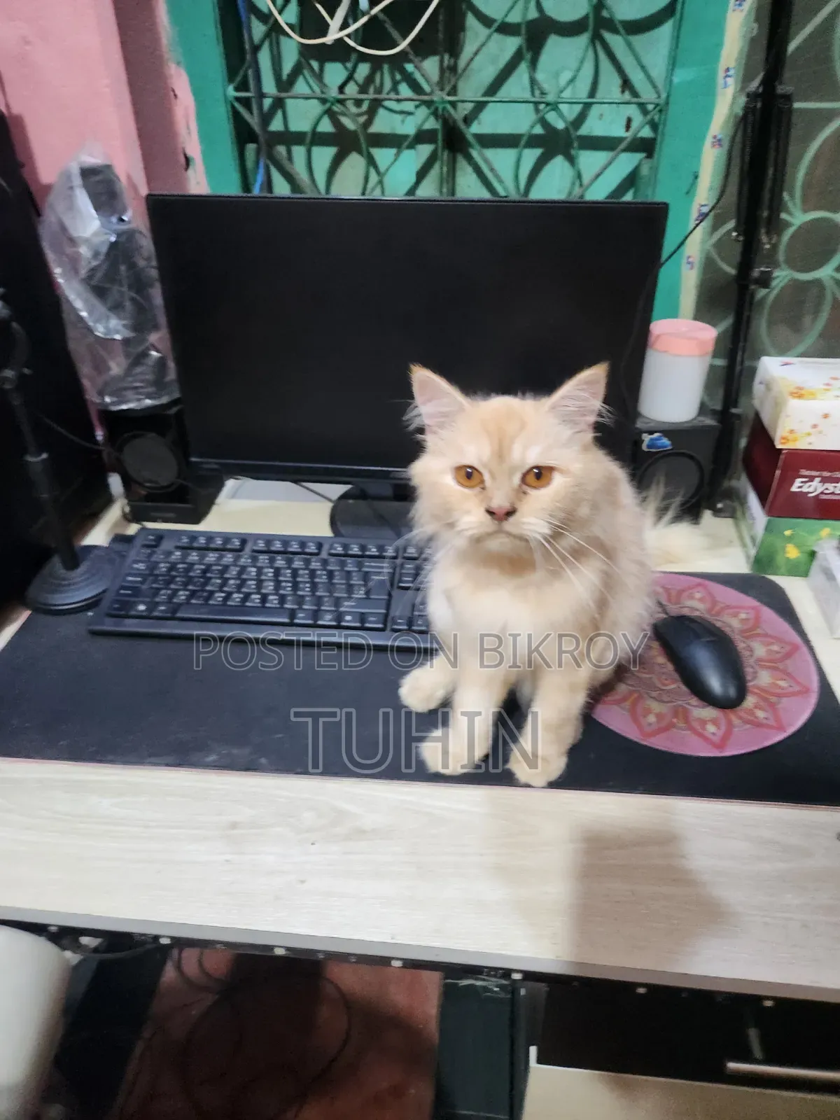 6-12 Months Female Mixed Breed Persian