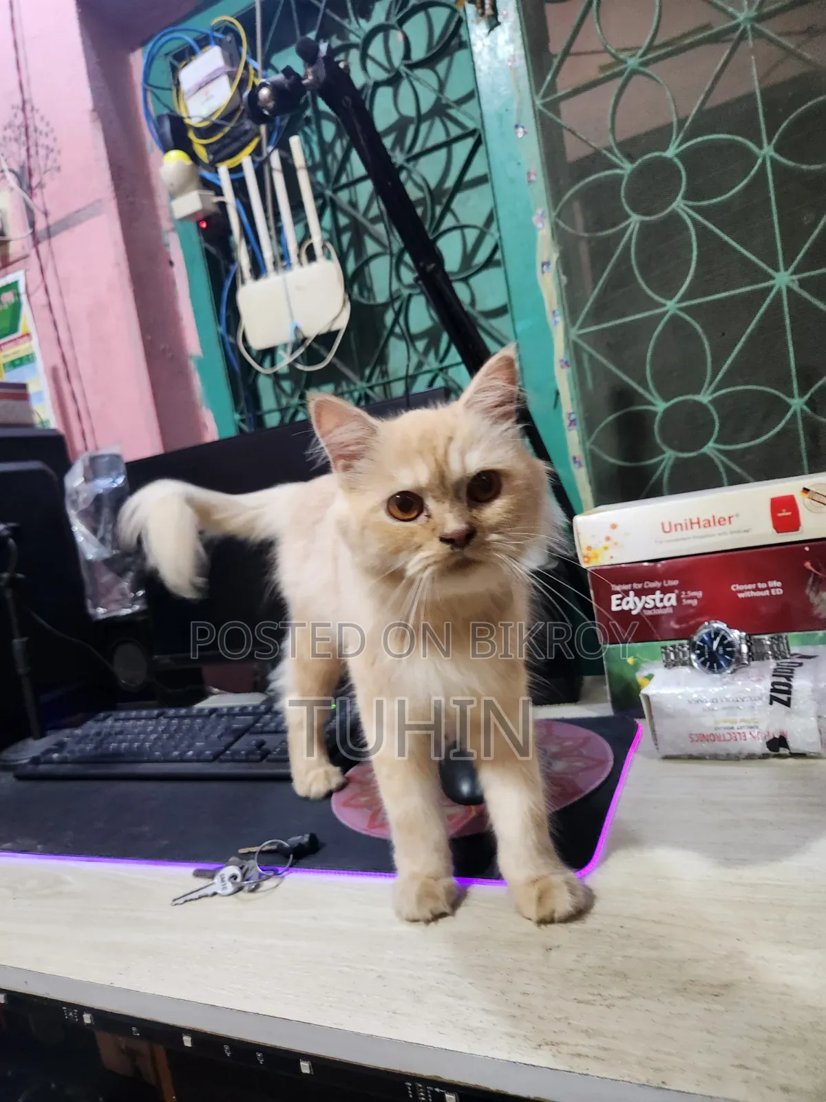6-12 Months Female Mixed Breed Persian