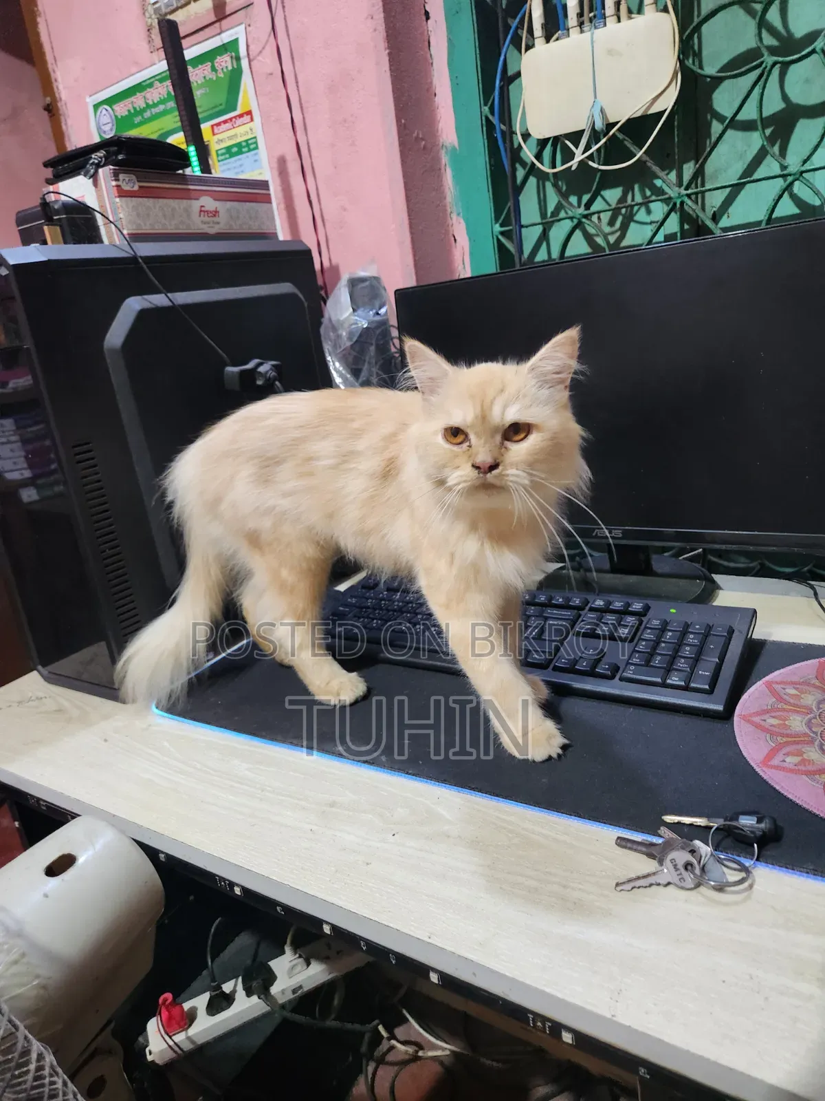 6-12 Months Female Mixed Breed Persian