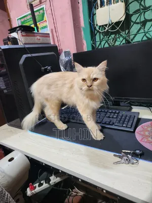 6-12 Months Female Mixed Breed Persian