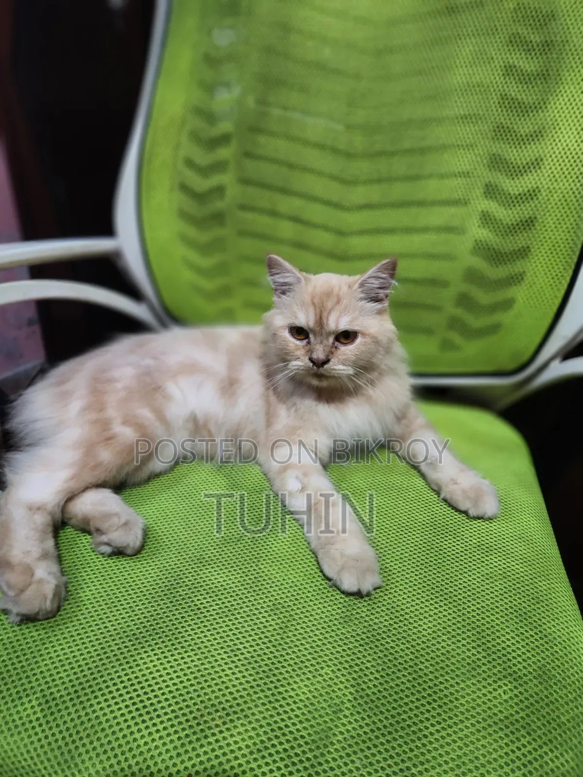 6-12 Months Female Mixed Breed Persian