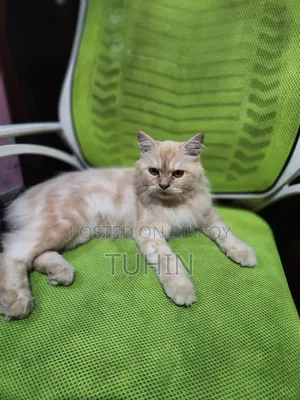 6-12 Months Female Mixed Breed Persian