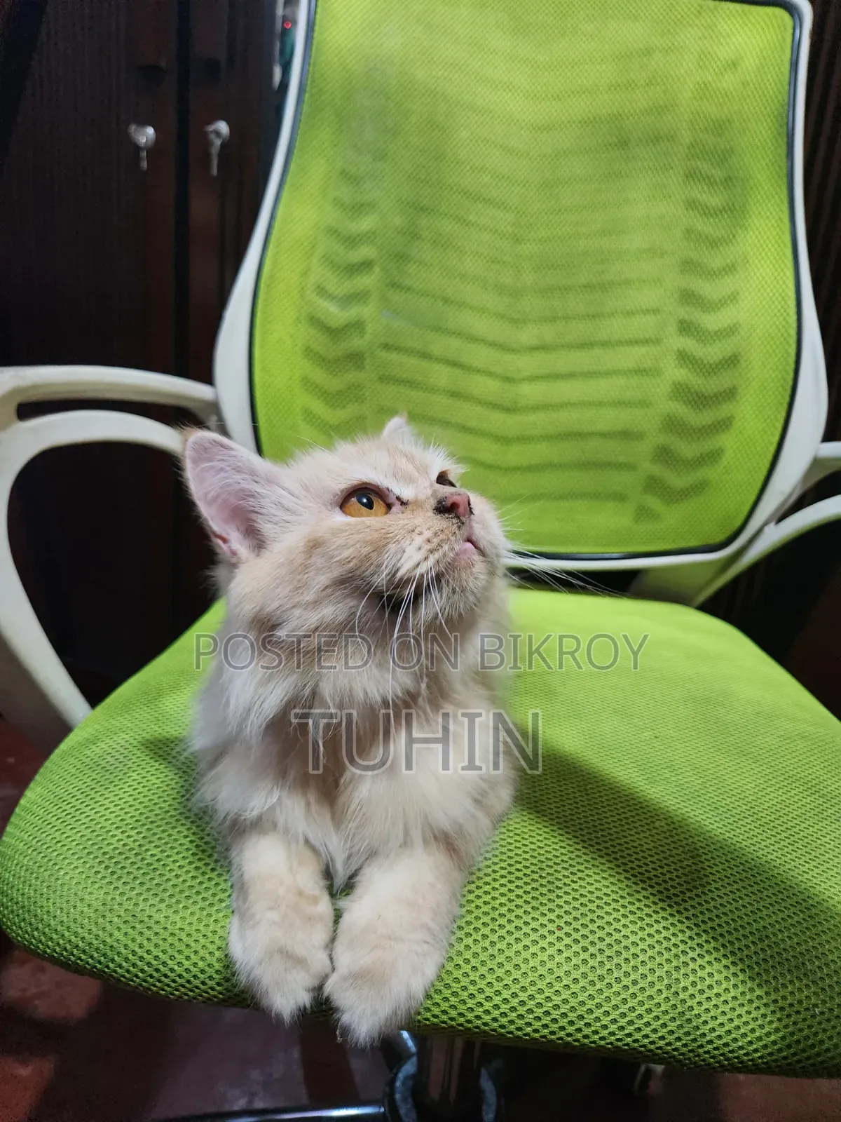 6-12 Months Female Mixed Breed Persian