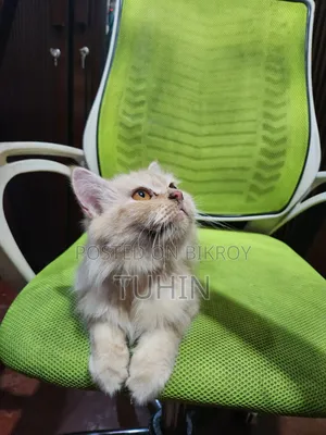 6-12 Months Female Mixed Breed Persian