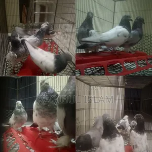 5 birds will be sold.